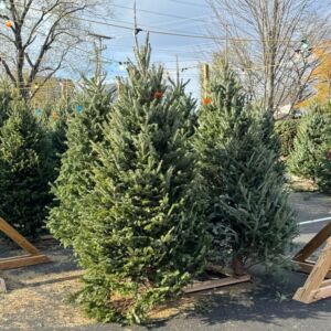 Christmas Trees & Wreath Fundraiser
